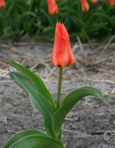 Tulipa Princess Household