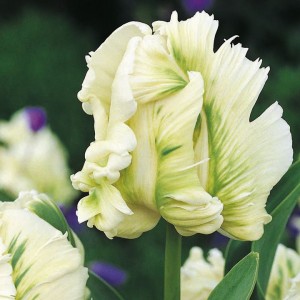 Tulipa Super Parrot
