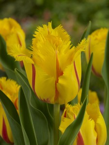 Tulipa Flamenco