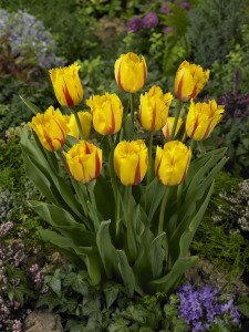 Tulipa Flamenco
