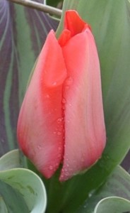 Tulipa Oratorio