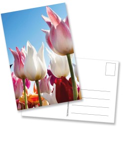Ansichtkaart: Leliebloemige tulpen