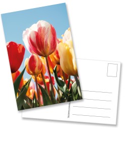 Ansichtkaart: Gemengde tulpen