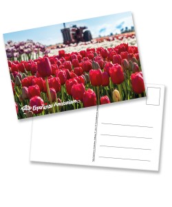 Carte postale : Brutus dans des tulipes rouges