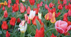 Tulipa Greigii Mix action
