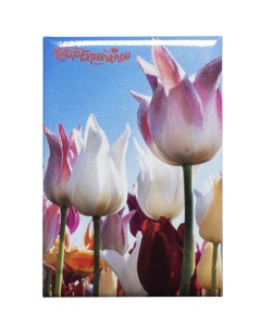 Magneet: Leliebloemige tulpen