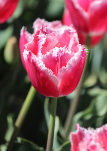 Tulipa Bell Song