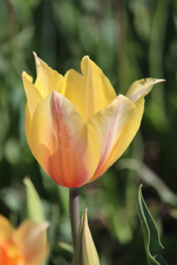 Tulipa Blushing Lady