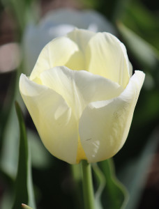 Tulipa Buffalo