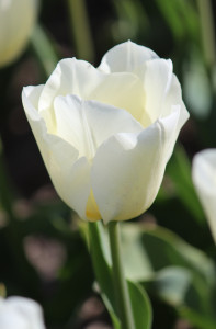 Tulipa Buffalo