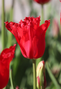 Tulipa Calibra