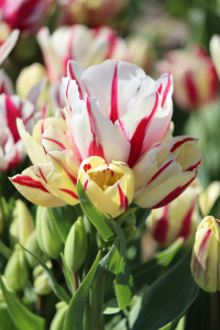 Tulipa Candy Club