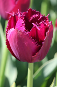 Tulipa Curly Sue