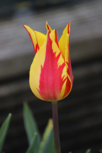 Tulipa Firework