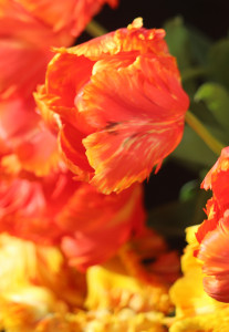 Tulipa Flower Power