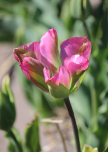 Tulipa Groenland