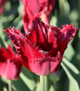 Tulipa Pacific Pearl