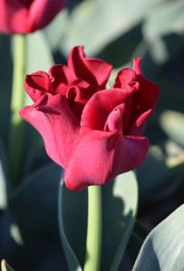 Tulipa Red Dress