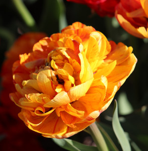 Tulipa Sun Lover