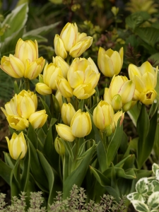Tulipa Antoinette