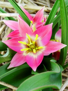 Tulipa Aucheriana