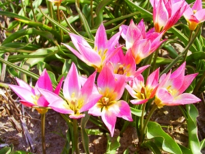 Tulipa Aucheriana