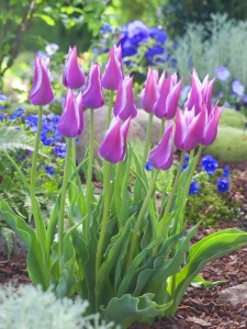 Tulipa Ballade