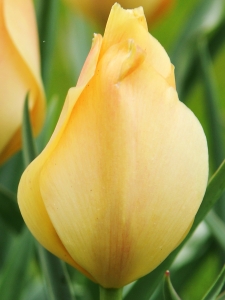 Tulipa Batalinii Bright Gem