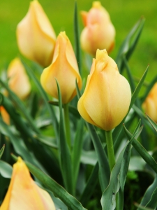 Tulipa Batalinii Bright Gem