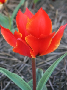 Tulipa Beverwijk