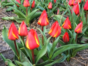 Tulipa Beverwijk