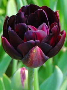 Tulipa Black Hero