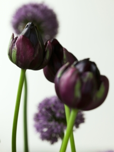 Tulipa Black Hero
