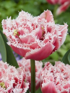 Tulipa Brest