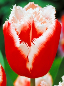 Tulipa Canasta