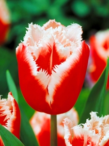 Tulipa Canasta