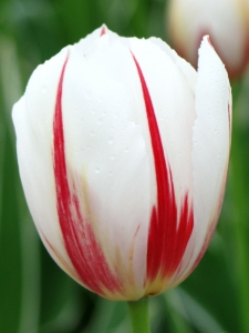 Tulipa Carnaval de Rio