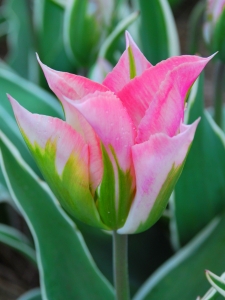 Tulipa China Town