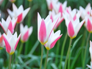 Tulipa Clusiana Lady Jane