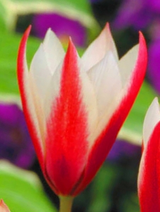 Tulipa Clusiana Peppermintstick