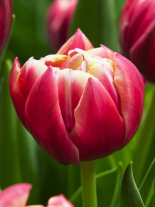 Tulipa Columbus
