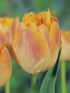 Tulipa Creme Upstar