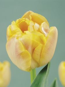 Tulipa Creme Upstar