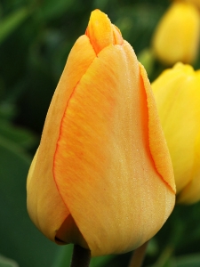Tulipa Daydream