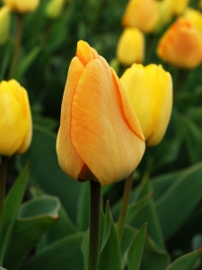 Tulipa Daydream