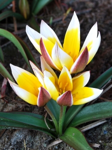 Tulipa Tarda (Dasystemon)