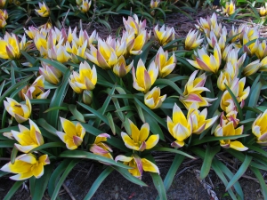 Tulipa Tarda (Dasystemon)