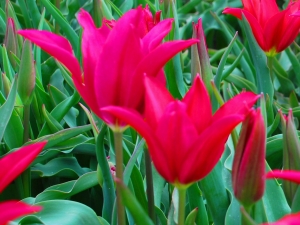Tulipa Doll's Minuet