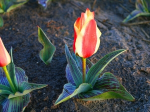 Tulipa Echo