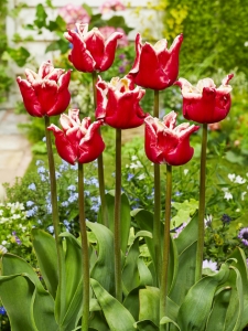 Tulipa Elegant Crown